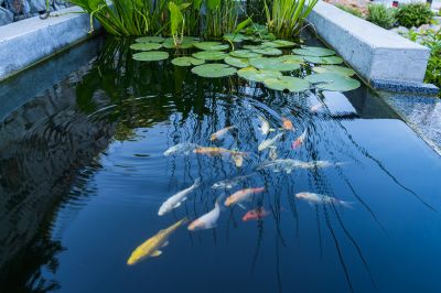 Fish Pond Digging